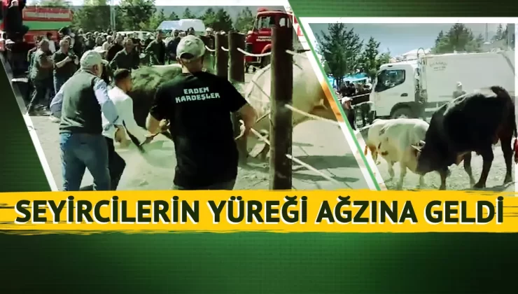 Kapıyı kırıp seyircilerin arasına daldılar! Artvin’deki boğa güreşinde faciaya ramak kaldı: Panik anları kamerada