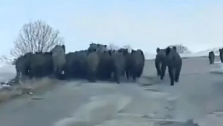 Yozgat’ta 30 tanesi sürü halinde bir anda ortaya çıktı. Vatandaş 30 tanesini karşısında görünce korktu kaldı