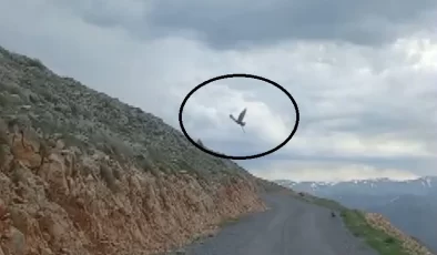Erzincan’da doğada karanın korkunç hayvanı, yukarıdan gelen 1 tane göklerin hakimine böyle yem oldu. Azılı hayvan avını yukarıda parçalayacak