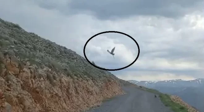 Erzincan’da doğada karanın korkunç hayvanı, yukarıdan gelen 1 tane göklerin hakimine böyle yem oldu. Azılı hayvan avını yukarıda parçalayacak