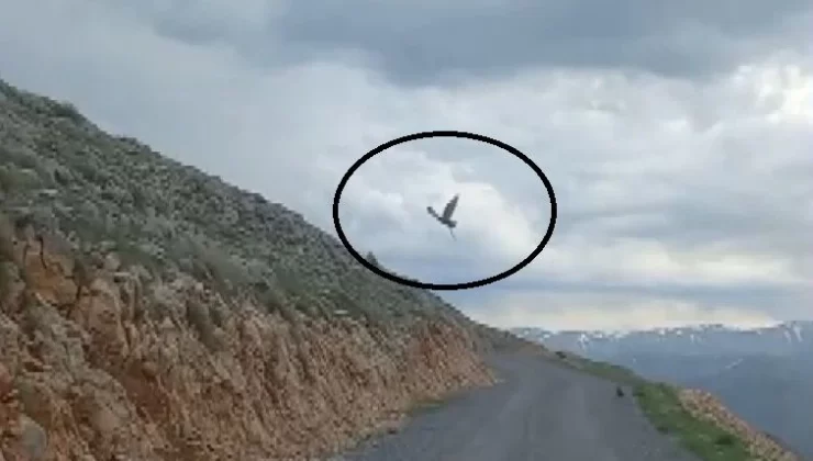 Erzincan’da doğada karanın korkunç hayvanı, yukarıdan gelen 1 tane göklerin hakimine böyle yem oldu. Azılı hayvan avını yukarıda parçalayacak
