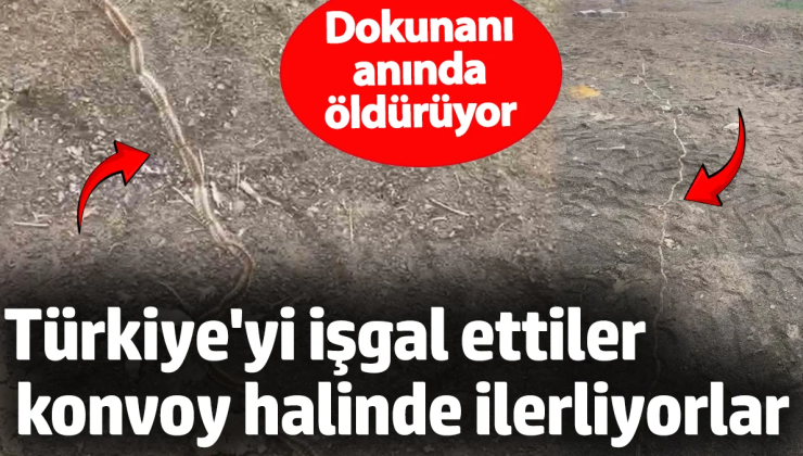 Türkiye’yi işgal ettiler konvoy halinde ilerliyorlar: Dokunanı anında öldürüyor!