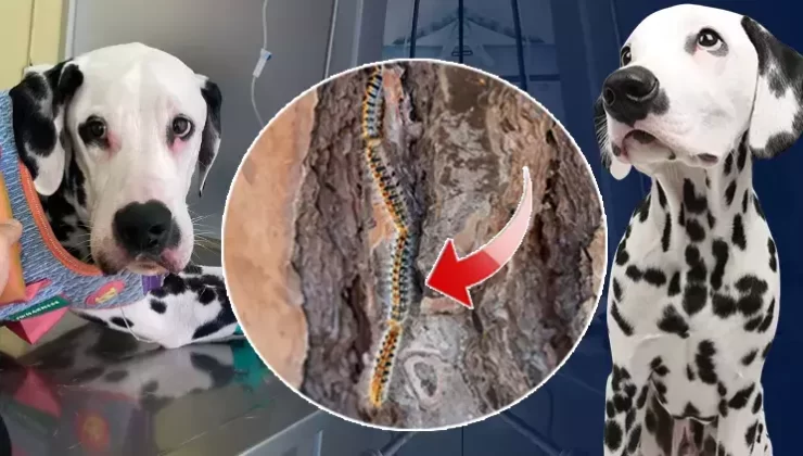 Zehirli tırtıl alarmı! Önce köpeğine sonra kendisine bulaştı… ‘Ağzının içi asit dökülmüş gibi eriyordu’