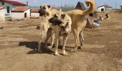 Dünyada eşi benzeri bulunmayan Kangallara 3 ülke talip oldu