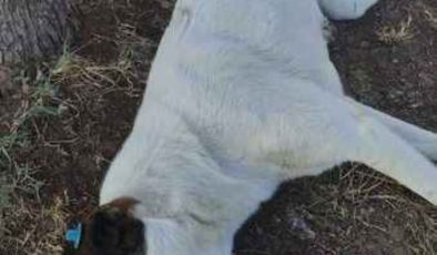 Yeniboğaziçi Belediyesinin el koyup, güneş altında saatlerce beklettiği köpek, güneş çarpmasından ölünce tepkiler büyüdü