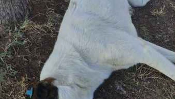 Yeniboğaziçi Belediyesinin el koyup, güneş altında saatlerce beklettiği köpek, güneş çarpmasından ölünce tepkiler büyüdü