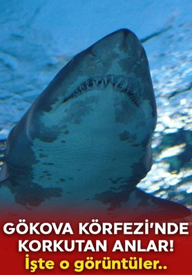 Gökova Körfezi’nde korkutan anlar!
