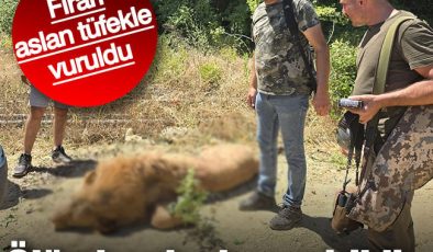 Antalya’daki firari aslan ölü olarak ele geçirildi