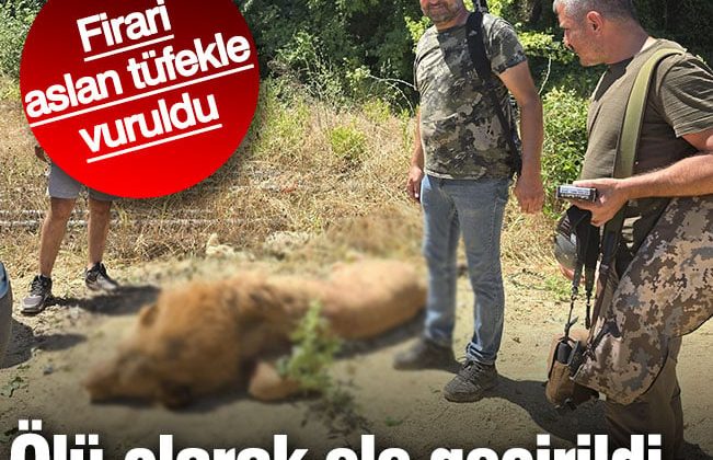 Antalya’daki firari aslan ölü olarak ele geçirildi