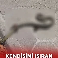 Kendisini ısıran yılanı öldürüp, onunla hastaneye gitti!