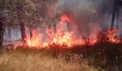 Pendik Aydos Ormanında yangın