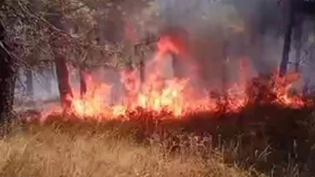 Pendik Aydos Ormanında yangın