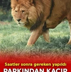 Antalya’da aslan alarmı! Hayvan parkından kaçtı! 1 vatandaşa saldırdı