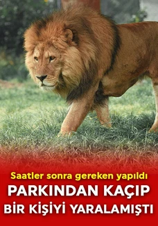 Antalya’da aslan alarmı! Hayvan parkından kaçtı! 1 vatandaşa saldırdı