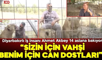 Diyarbakırlı iş insanı Ahmet Akbey 14 aslana bakıyor! ‘Sizin için vahşi benim için can dostları!’
