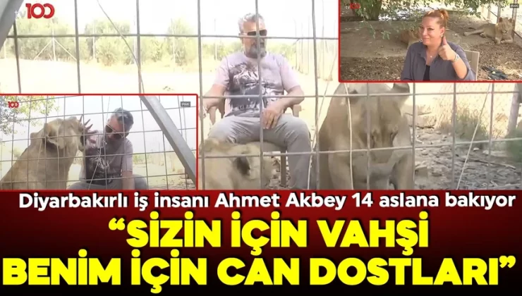 Diyarbakırlı iş insanı Ahmet Akbey 14 aslana bakıyor! ‘Sizin için vahşi benim için can dostları!’