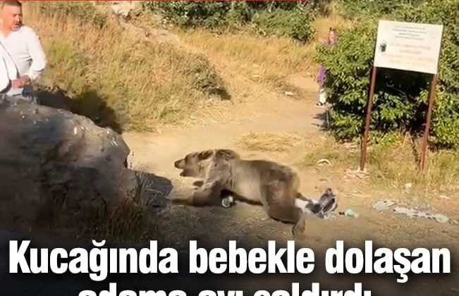 Kucağında bebekle dolaşan adama ayı saldırdı.