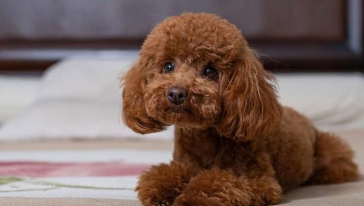Ercan Havalimanı’nda Kaçak Köpek Satışı: 2 Kişi Tutuklandı