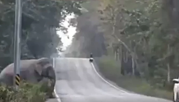 Kamboçya’da yol kesildi, filler şeker kamışı kamyonunu durdurup kasadan payını aldı
