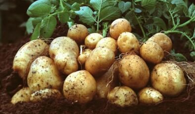 Patates ekimi yapılan arazilerin son beyan tarihi 15 Ekim