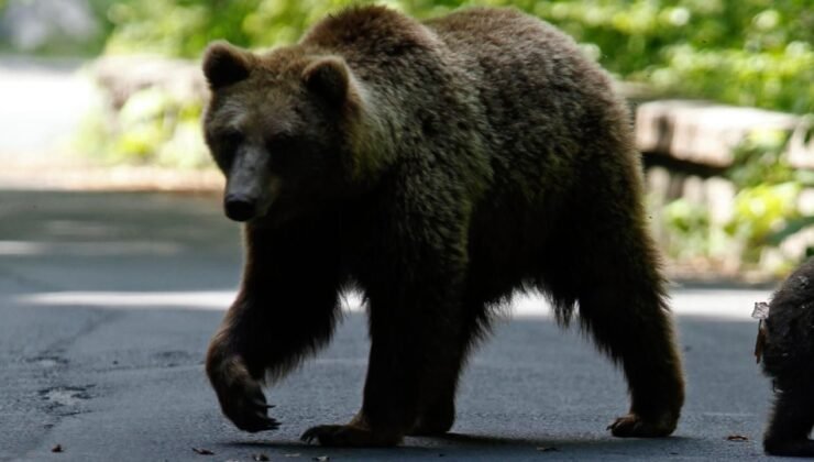 Rusya'da ayı saldırısına uğrayan bir kişi hayatını kaybetti