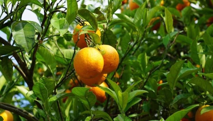 Tarım Bakanlığı, Narenciye tür değişikliği ödemelerini yaptı