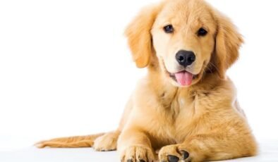 Tehlikeli sürüş yaptığı sırada köpeğe çarptı, sürükledi: Tutuklandı!