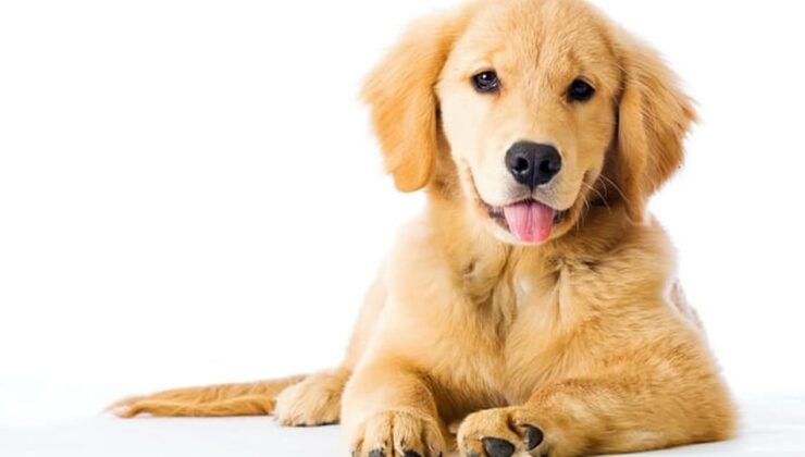 Tehlikeli sürüş yaptığı sırada köpeğe çarptı, sürükledi: Tutuklandı!