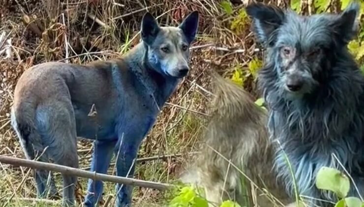 40 yıl sonra mavi köpekler görülmeye başlandı