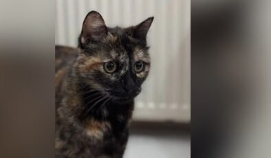 İstanbul'da işkenceyle öldürülen "Cezve"nin katiline indirimsiz 3 yıl 8 ay hapis