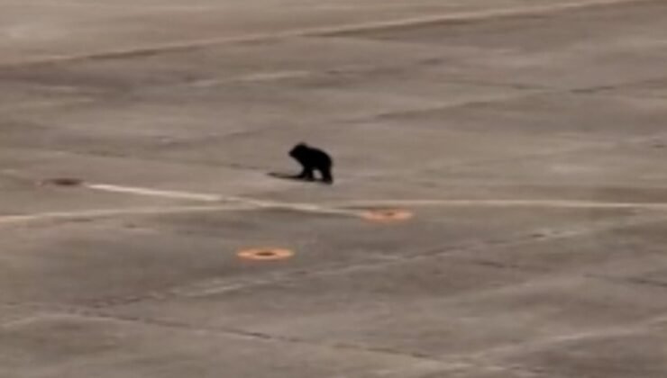 Havalimanına giren ayı, uçuşlarda aksamaya neden oldu