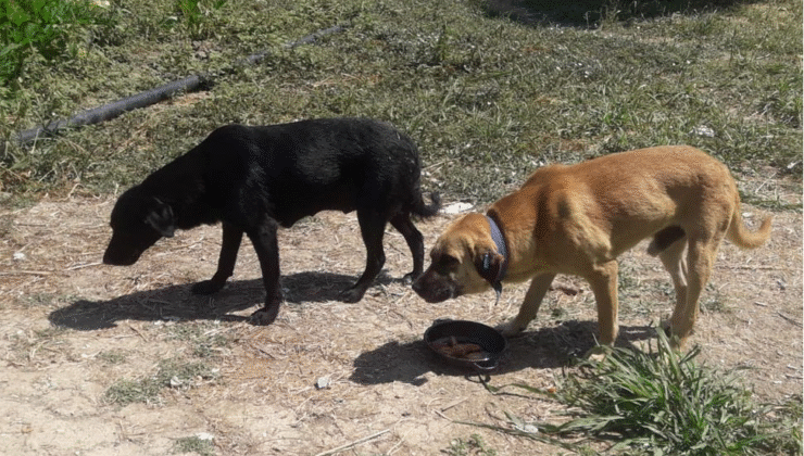 Tuzluca’da beslediği 3 Köpeği başıboş Bırakan şahıs aleyhinde yasal işlem başlatıldı