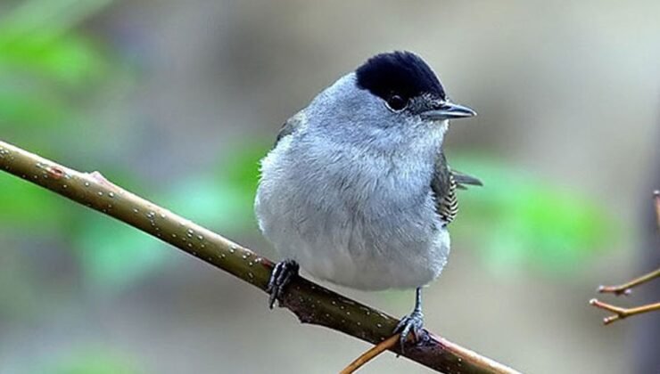 İskele’de Araçtan 360 Pulya ve 72 Cikla Çıktı