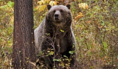 Okul gezisine çıkan öğrencilere ayı saldırdı: 2'si ağır 4 yaralı