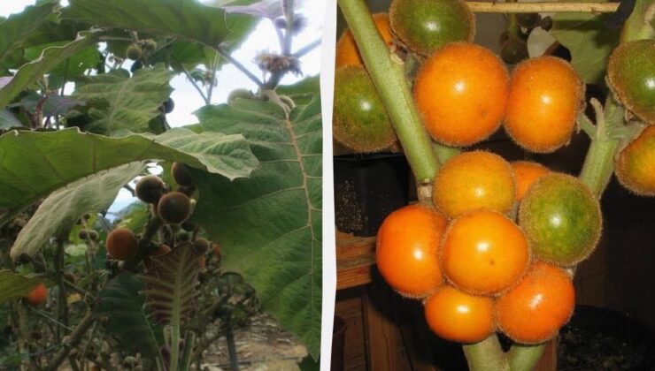 Ülke dışına çıkarılması yasak, altından değerli meyve: Turistler tatmak için sıraya giriyor