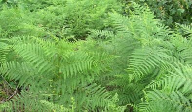 Ülkesinde bu bitkiden olan maden kralı olacak! İçinde nadir toprak elementi keşfedildi