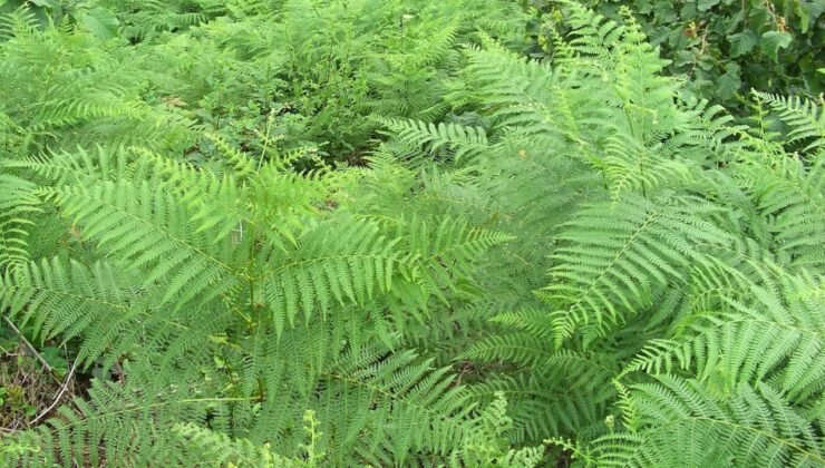 Ülkesinde bu bitkiden olan maden kralı olacak! İçinde nadir toprak elementi keşfedildi