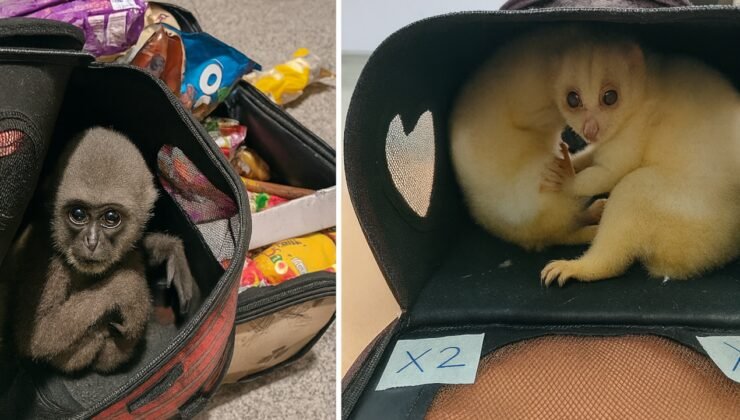 134 ülke ortak operasyon düzenledi: 30 bin kaçak hayvan ele geçirildi