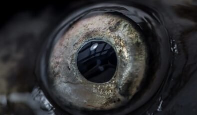 24 gözlü yaratık ortaya çıktı: 360 derece dönüyor