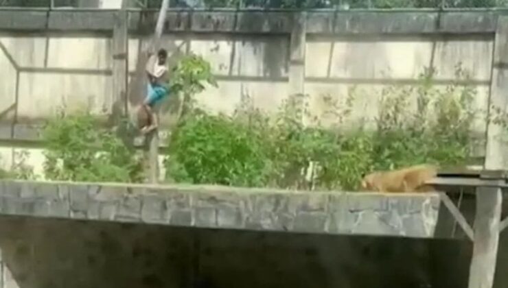 Aslan kafesine giren 19 yaşındaki gencin trajik sonu