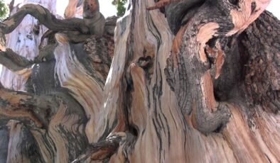 Bir anlık hatası dünyanın en eski ağacını yok etti