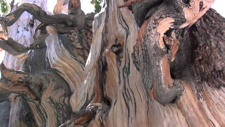 Bir anlık hatası dünyanın en eski ağacını yok etti