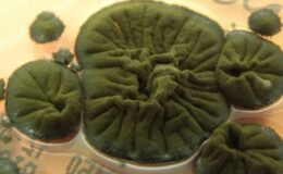 Çernobil'de ortaya çıkan mantar şoke etti: Radyasyon yiyerek büyüyor