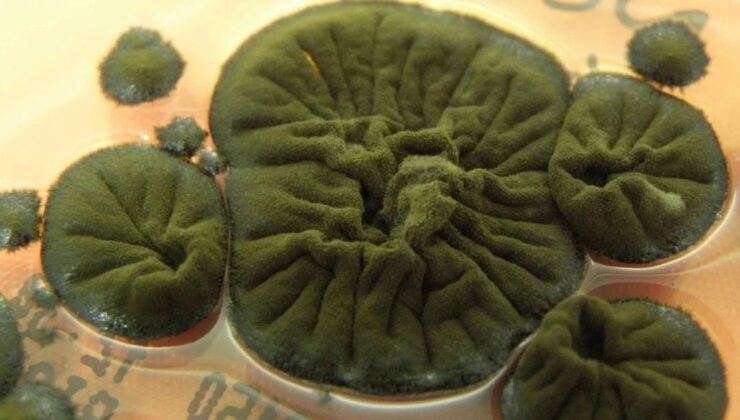 Çernobil'de ortaya çıkan mantar şoke etti: Radyasyon yiyerek büyüyor