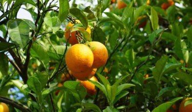 Cypfruvex Meysan Sıkma Tesisi pazartesi gününden itibaren başvuru kabul edecek