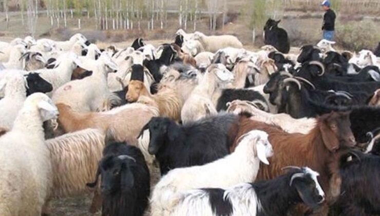 “Küçükbaş Hayvancılığın Yaygınlaştırılması Programı” kapsamında yeni müracaat kabul edilecek