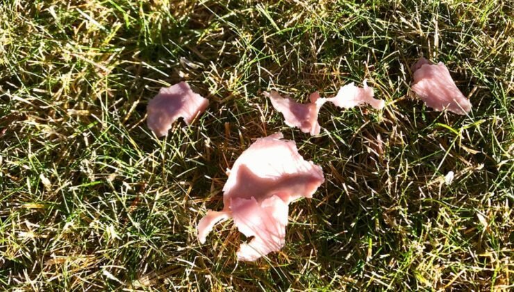 Gökten patır patır et yağan kasaba