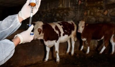 Güvercinlik’te hayvan kaçakçılığı: Şap hastalığı tespit edildi