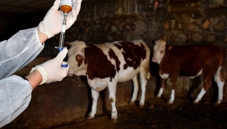 Güvercinlik’te hayvan kaçakçılığı: Şap hastalığı tespit edildi