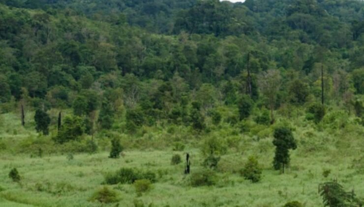 Herkes 30 yıl önce yok olduğunu sanıyordu yeniden ortaya çıktı